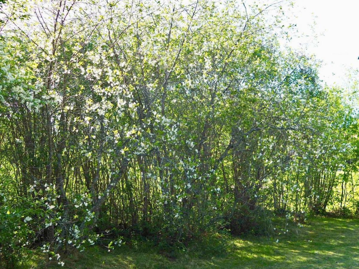 Orsastuguthyrning-Kyrkbyn Villa Eksteriør billede